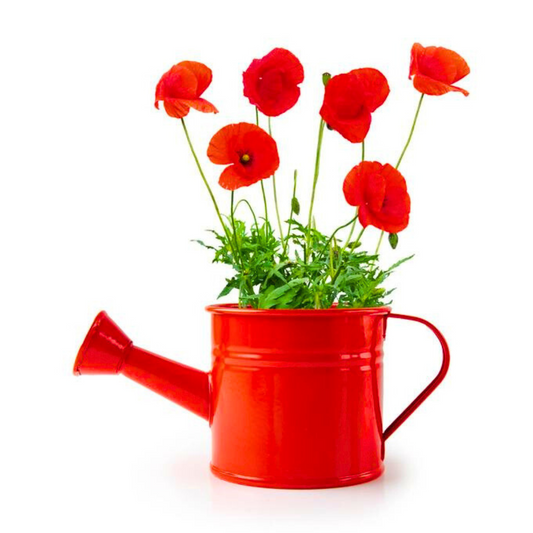 Kit Coltivazione Papaveri - Annaffiatoio Rosso
