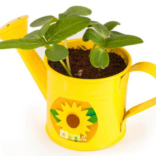 Kit Coltivazione Girasoli - Annaffiatoio Giallo