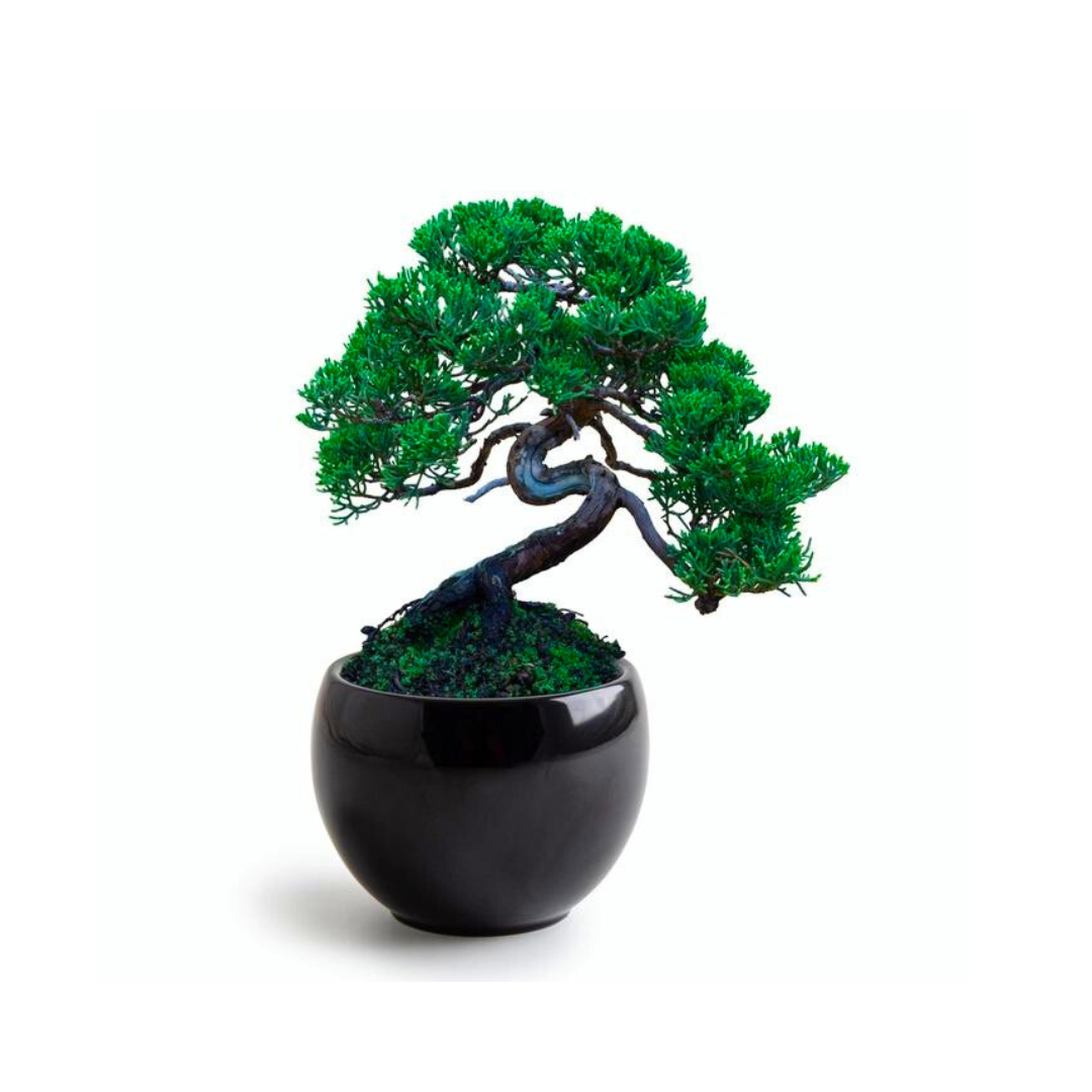 Kit Coltivazione - Bonsai